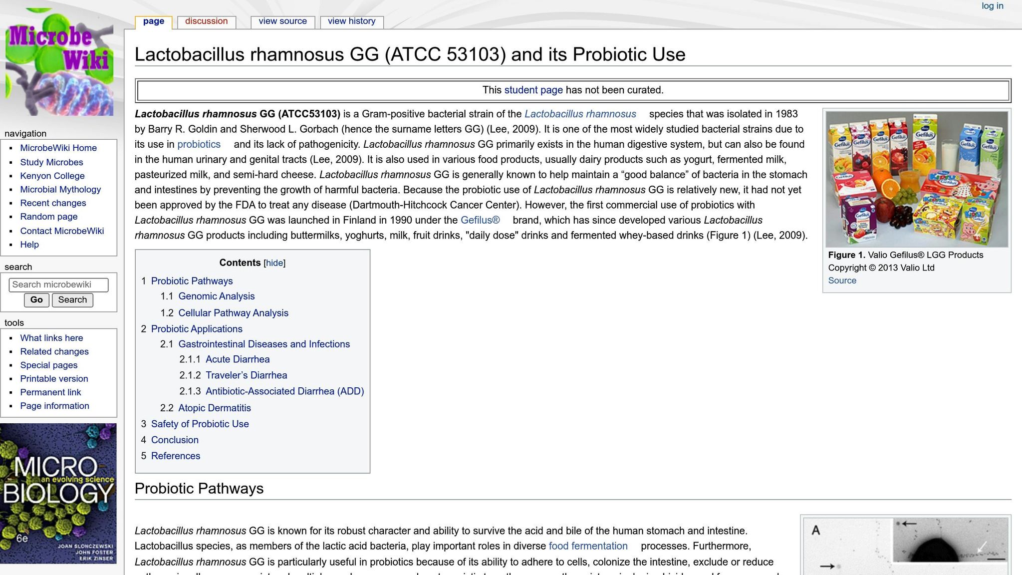 Lacticaseibacillus rhamnosus GG