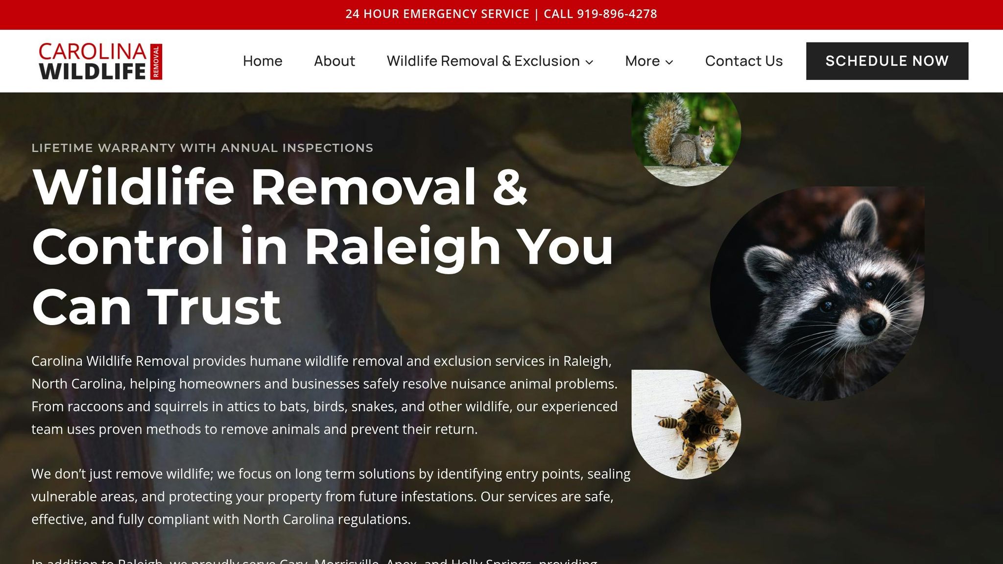 Carolina Wildlife Removal