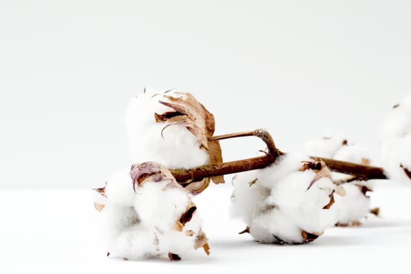 Thumbnail for: Cotton Fiber Grading Standards Explained