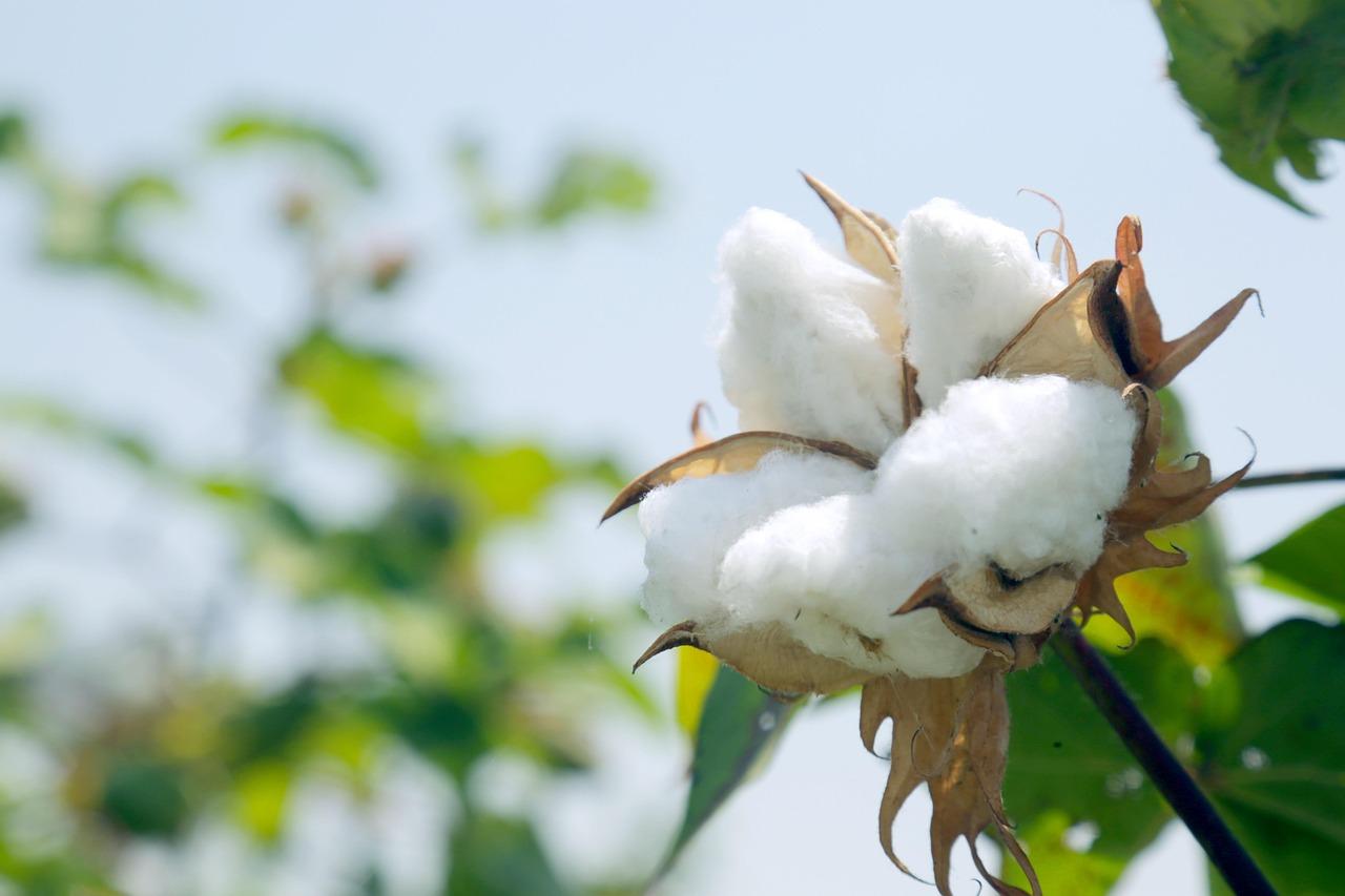 Thumbnail for: Exploring Short Staple Cotton: The Unsung Hero of Everyday Textiles