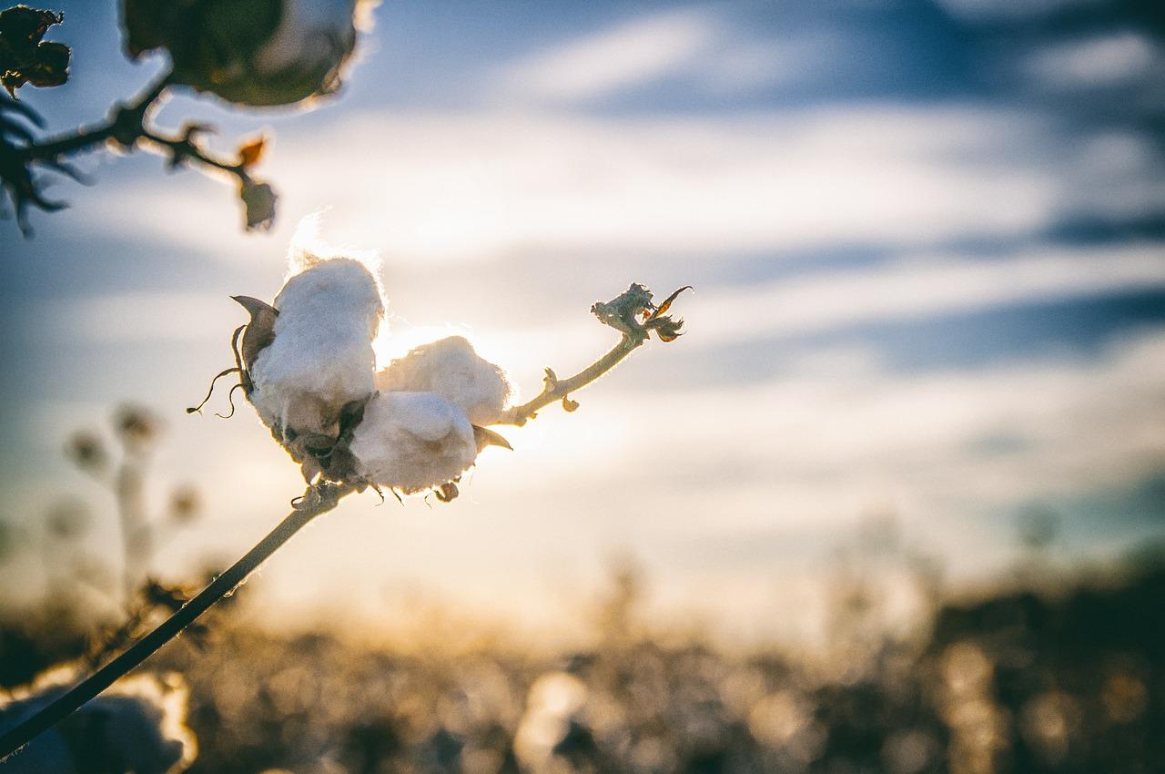 Thumbnail for: What Is Pima Cotton? A Comprehensive Guide to the Luxurious Fiber
