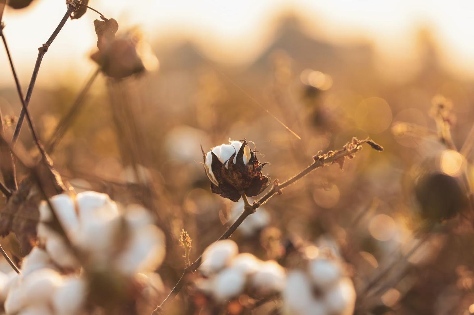 Thumbnail for: Saturday Cotton Market Digest, June 8–14, 2025