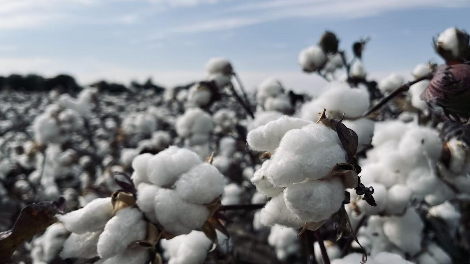 Thumbnail for: Best Cotton Ginning Machines for 2025