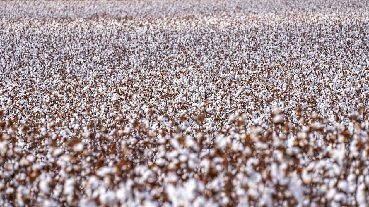 Thumbnail for: Effective Weed Control Strategies for Cotton Farmers: Complete Guide