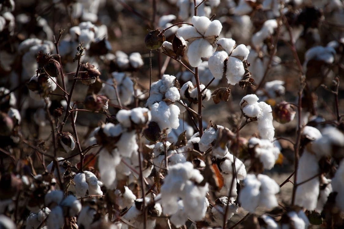 Thumbnail for: Integrated Pest Management in Cotton Farming