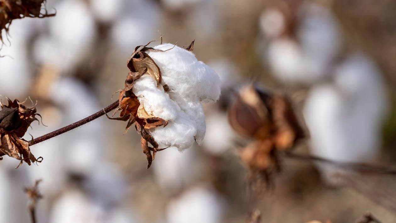 Thumbnail for: Improving Soil Health in Cotton Farming: Essential Strategies for Long-Term Productivity