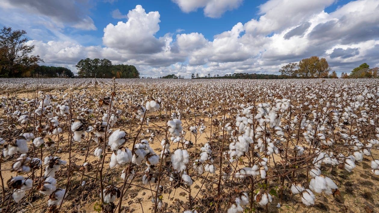 Thumbnail for: Efficient Irrigation Strategies for Cotton Farming: Optimizing Water Use and Yield
