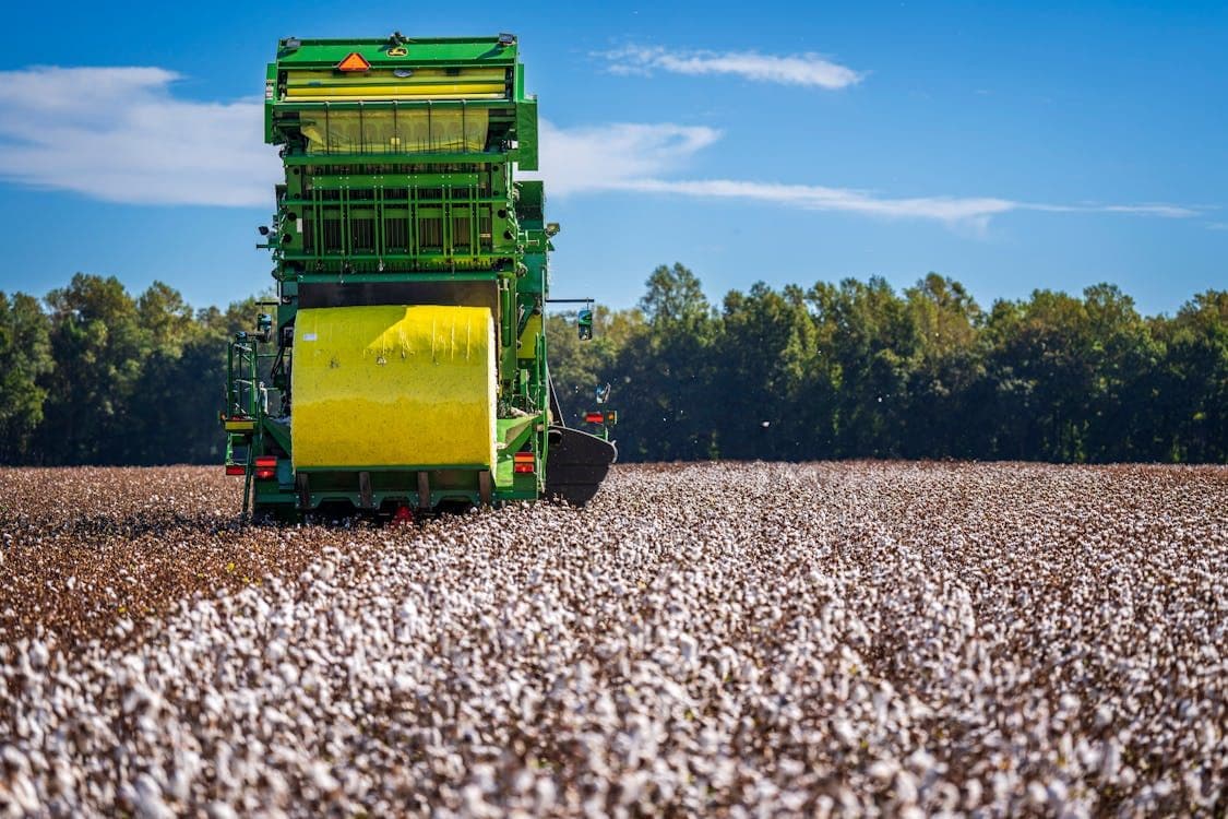 Thumbnail for: Harvest Management Strategies for Cotton Farming: Maximizing Yield and Quality
