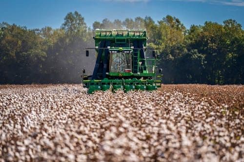 Thumbnail for: Cotton Bollworm Management Strategies