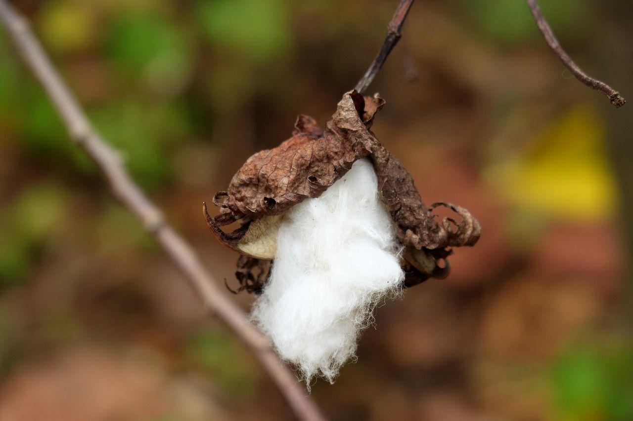 Thumbnail for: Managing Heat Stress in Cotton Farming