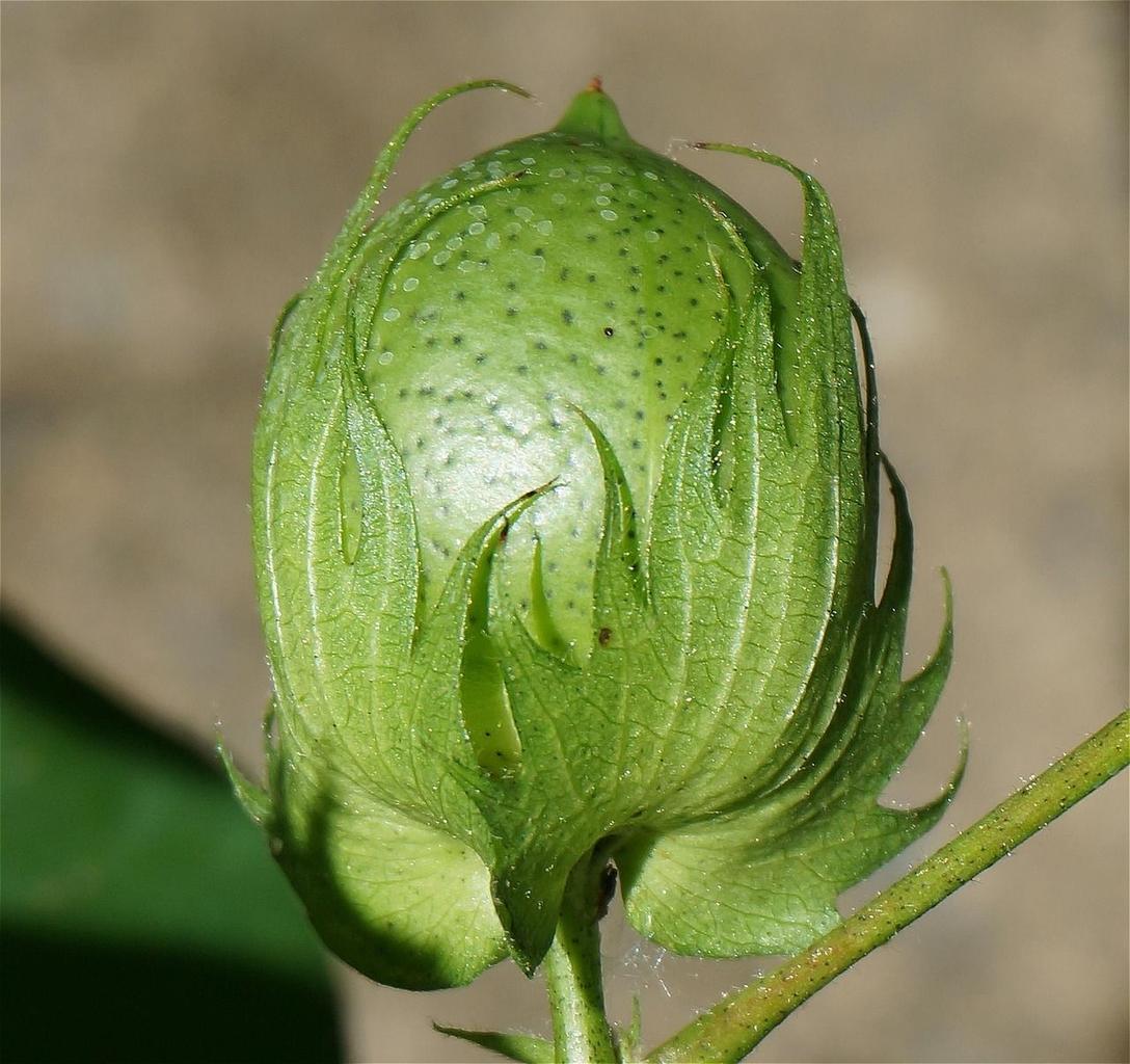 Thumbnail for: Cotton Root Rot Management: Prevention, Diagnosis, and Control Tactics
