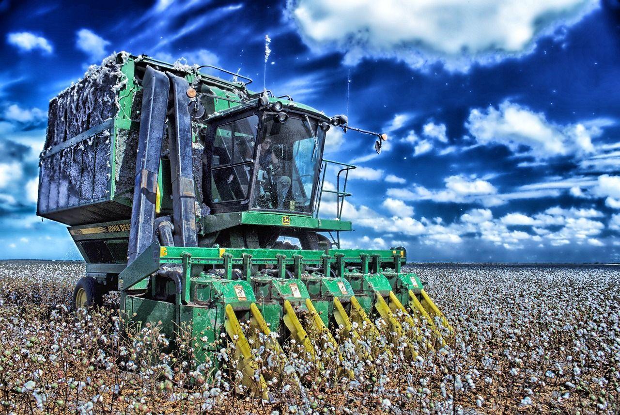Thumbnail for: Cotton Aphid Control: Advanced Strategies for Minimizing Damage and Protecting Yields