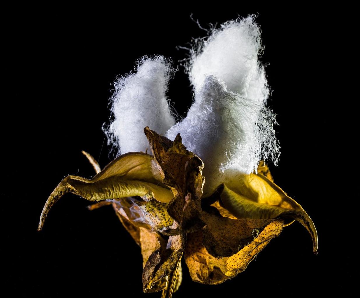 Thumbnail for: Cotton Seed Treatment Strategies: Boosting Germination and Stand Establishment