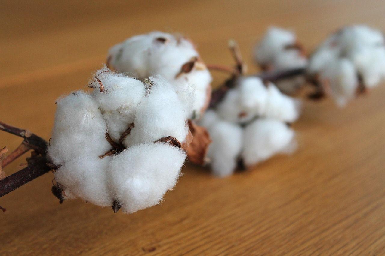 Thumbnail for: Enhancing Cotton Fiber Quality Through Agronomic Practices