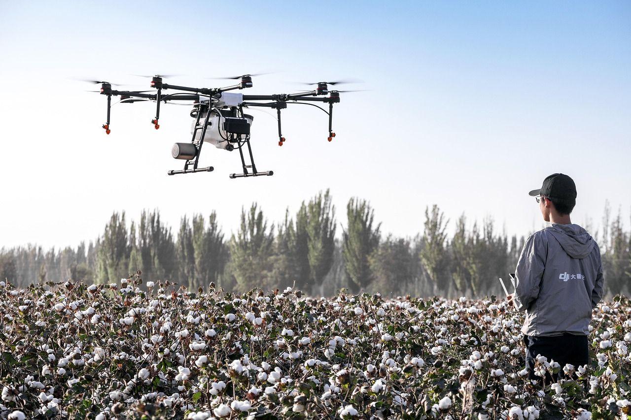 Thumbnail for: Optimizing Cotton Plant Population for Maximum Yield