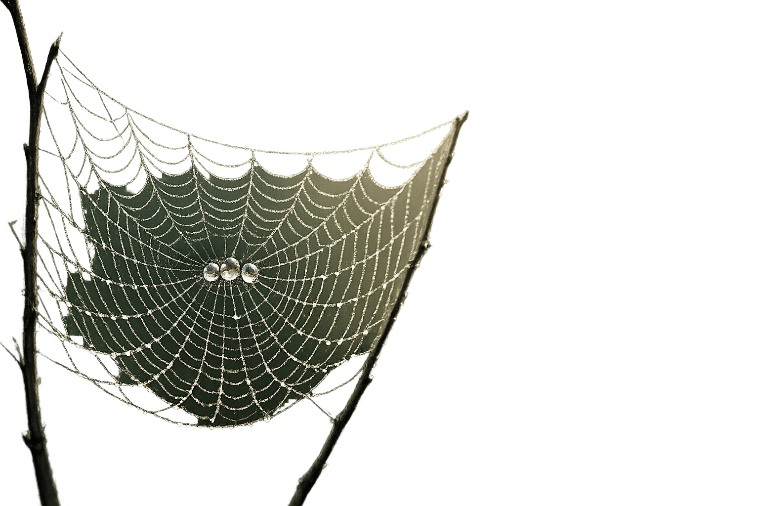 Thumbnail for: Low Code Security: Ransomware Response Best Practices