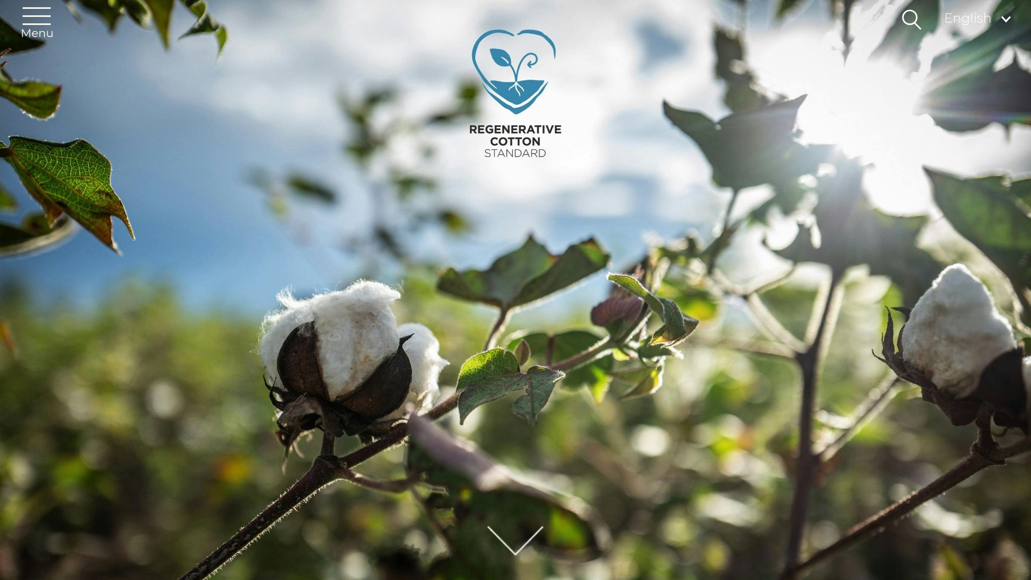 Regenerative Cotton Standard