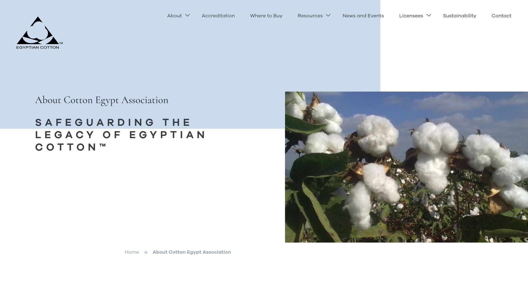 Cotton Egypt Association