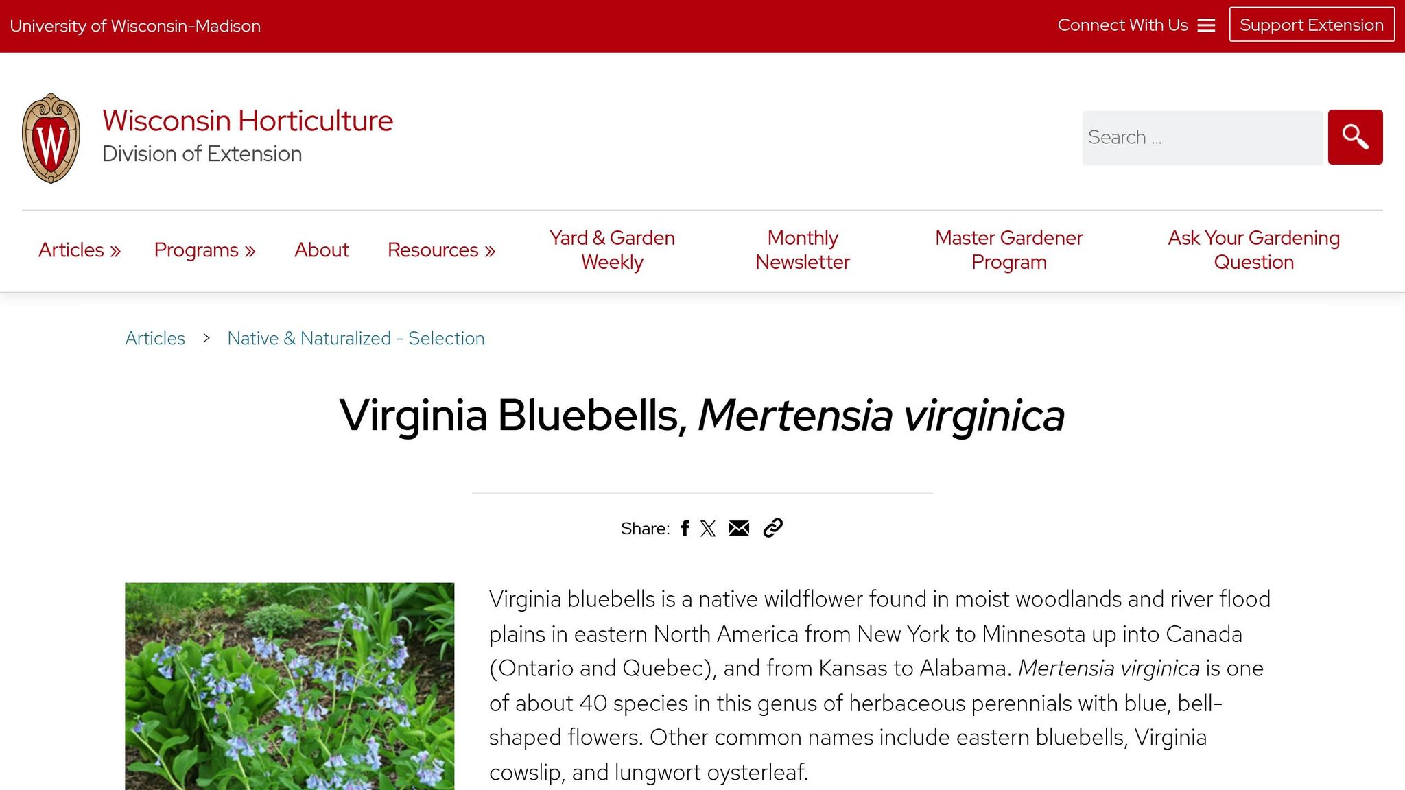 Virginia Bluebells