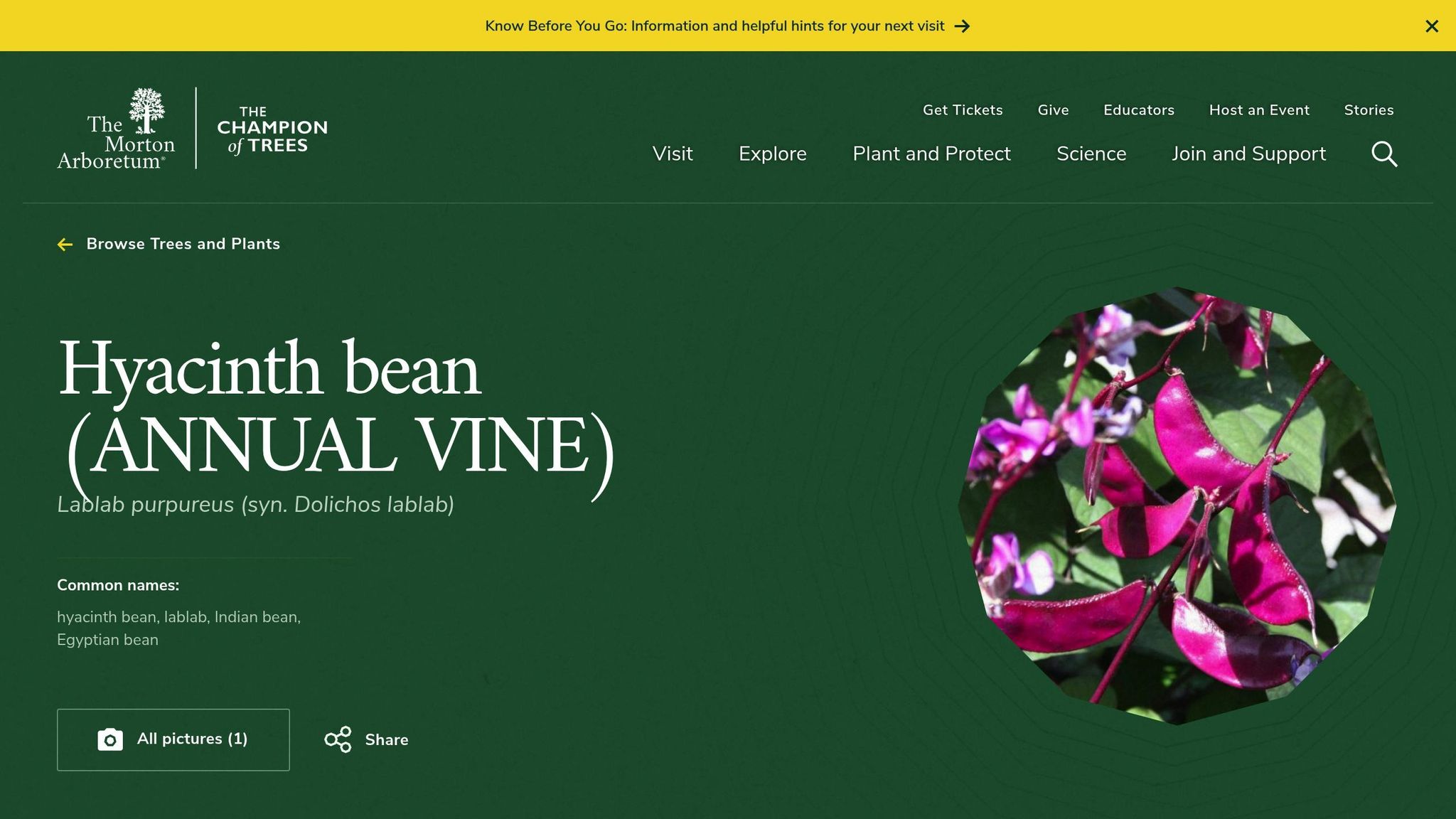 Hyacinth Bean Vine