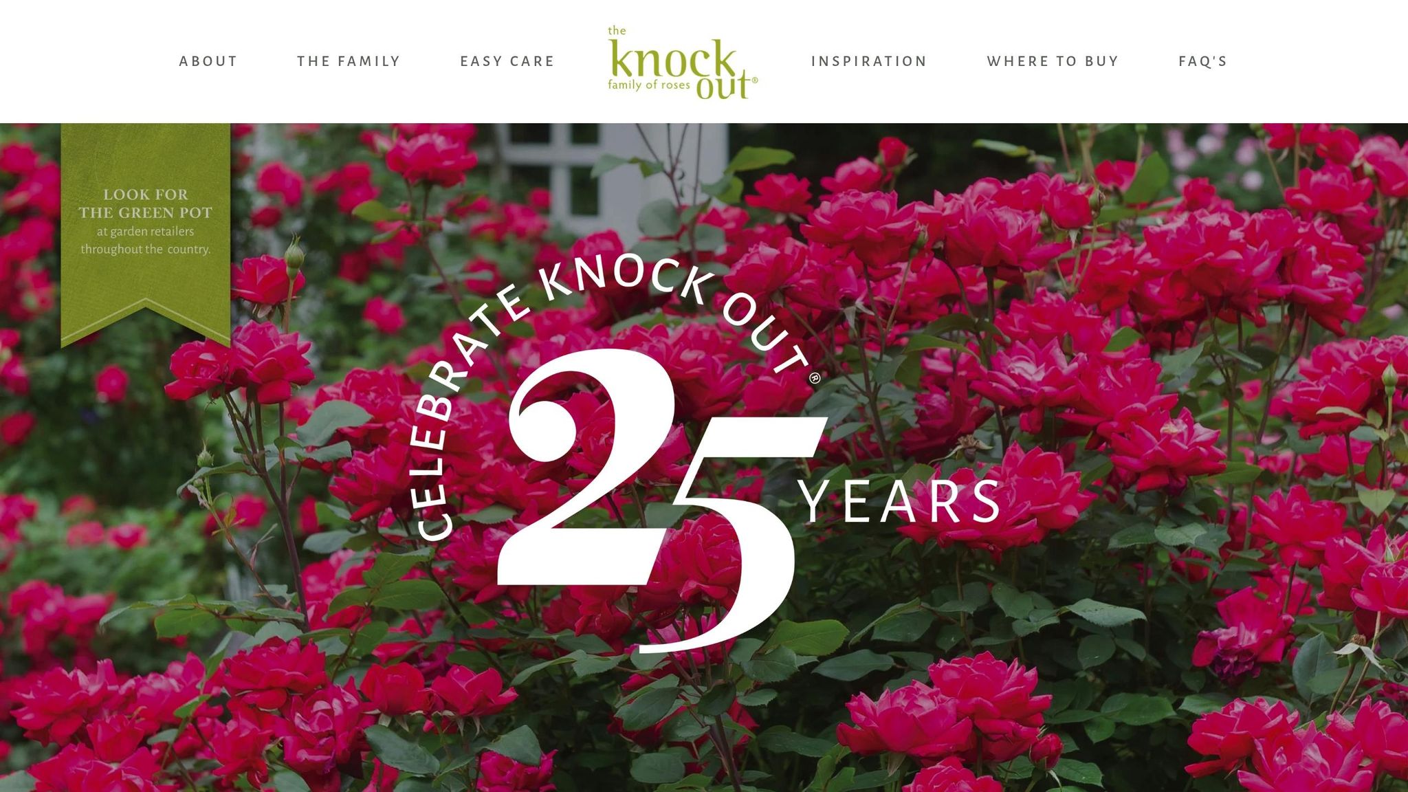 Knock Out Rose