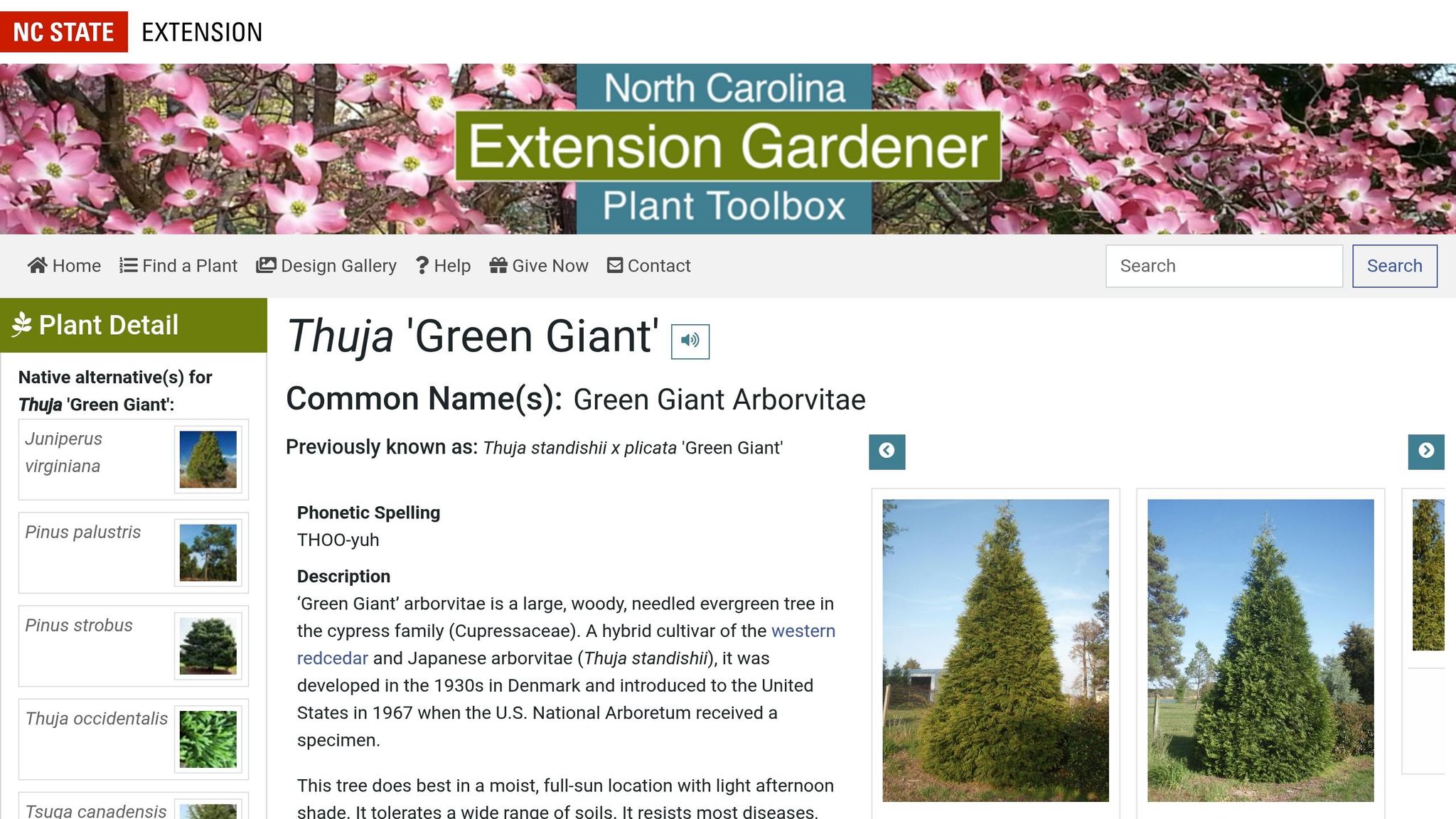 Green Giant Arborvitae