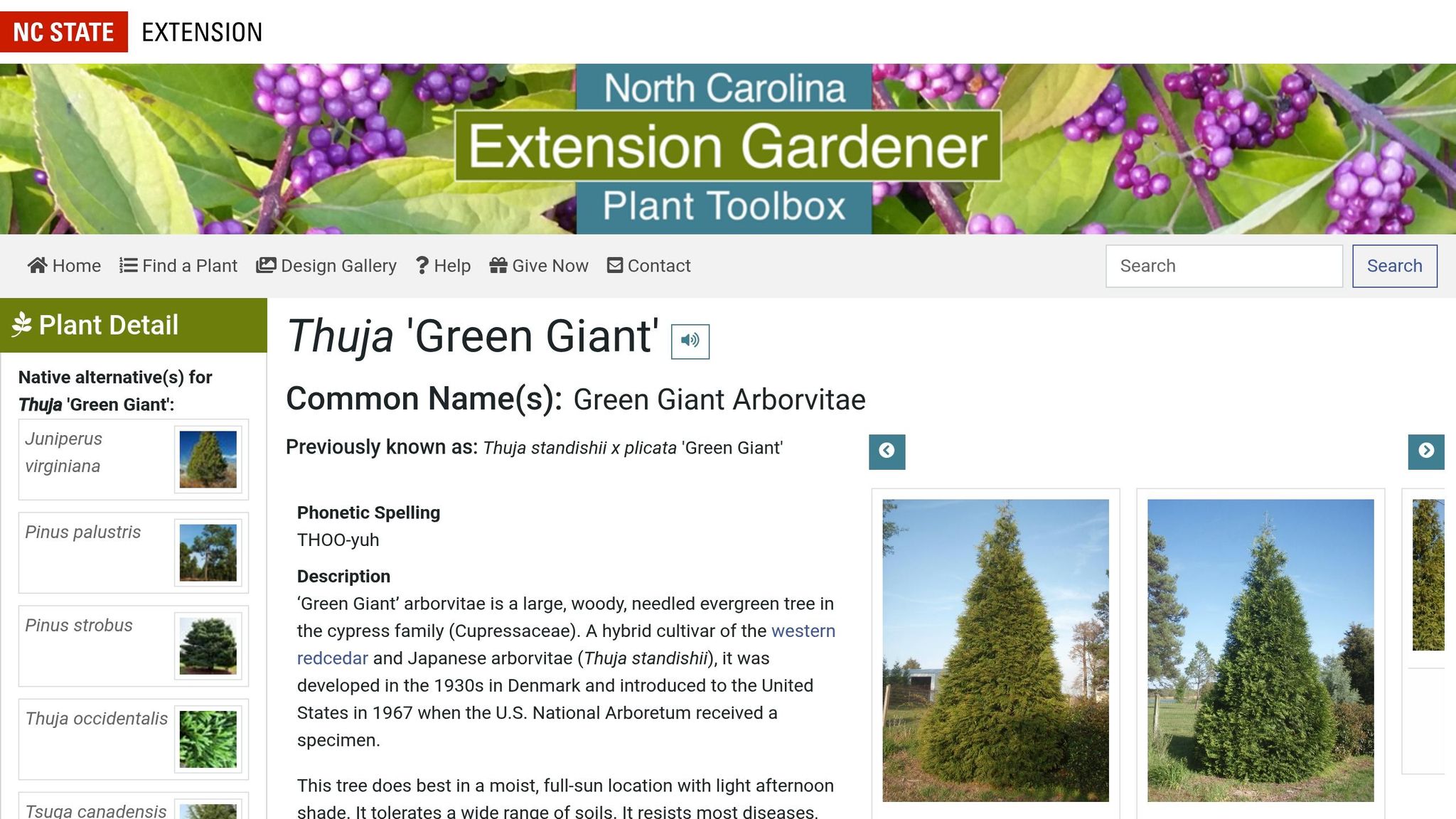 Green Giant Arborvitae