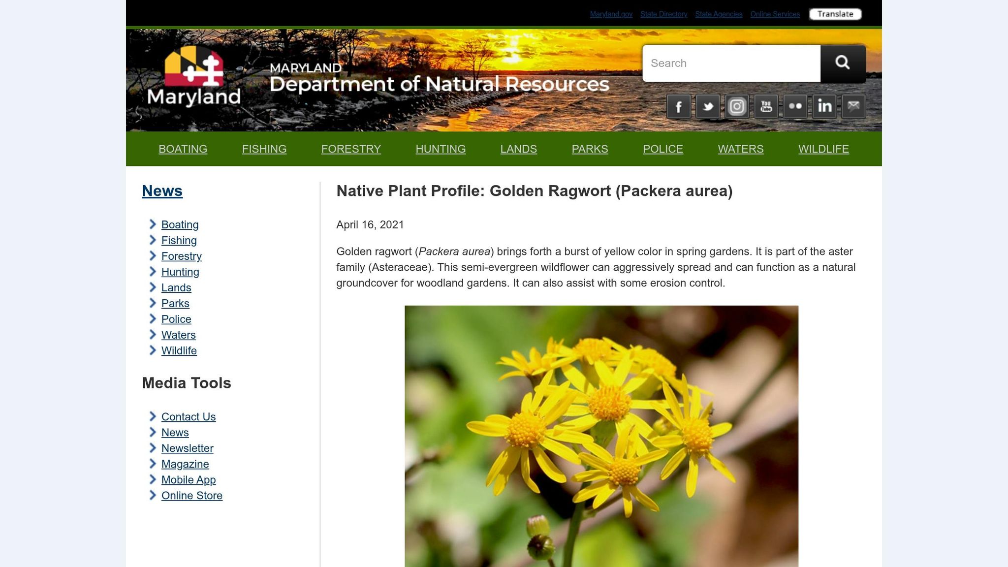 Golden Ragwort