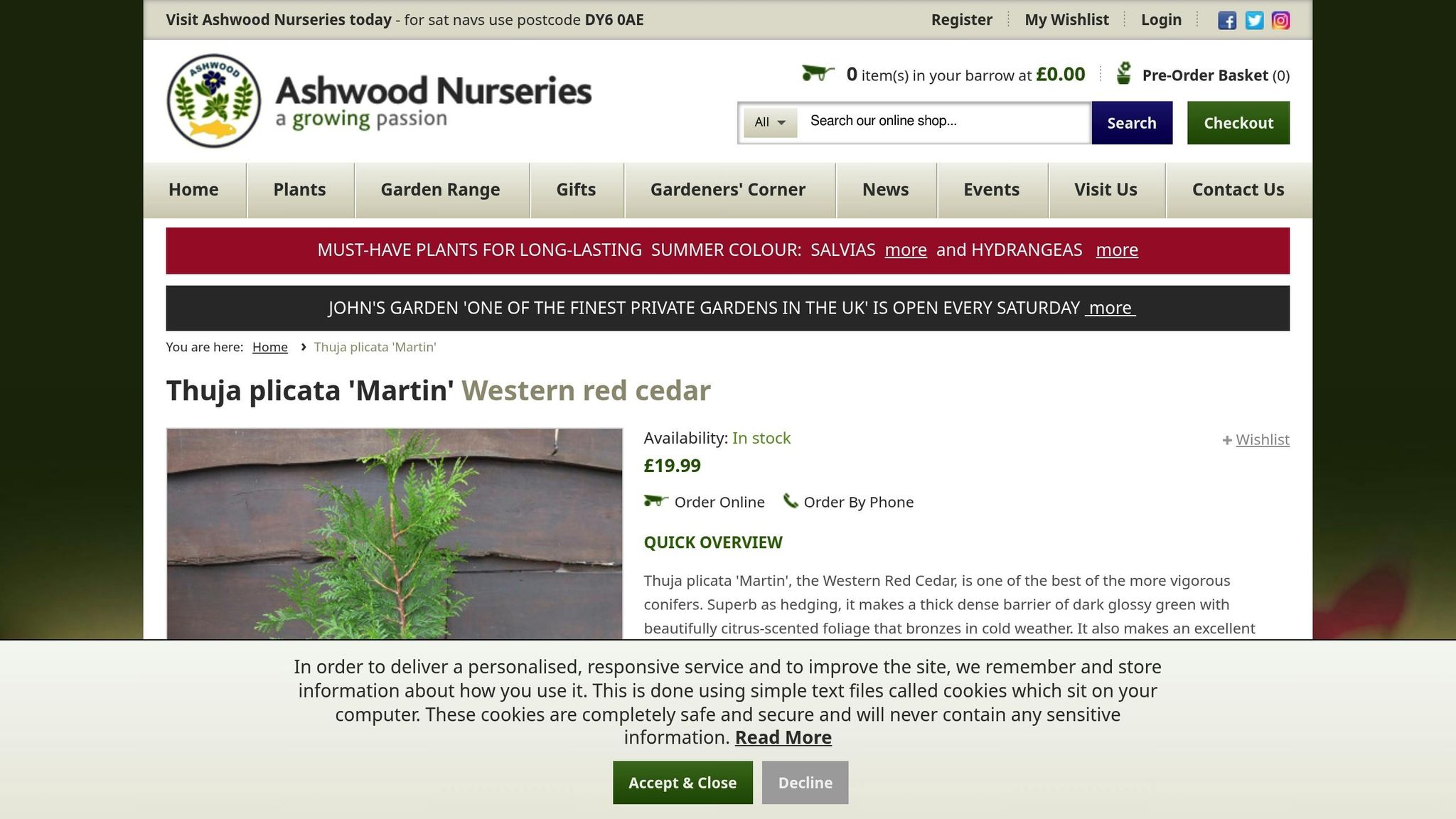 Thuja Plicata Martin