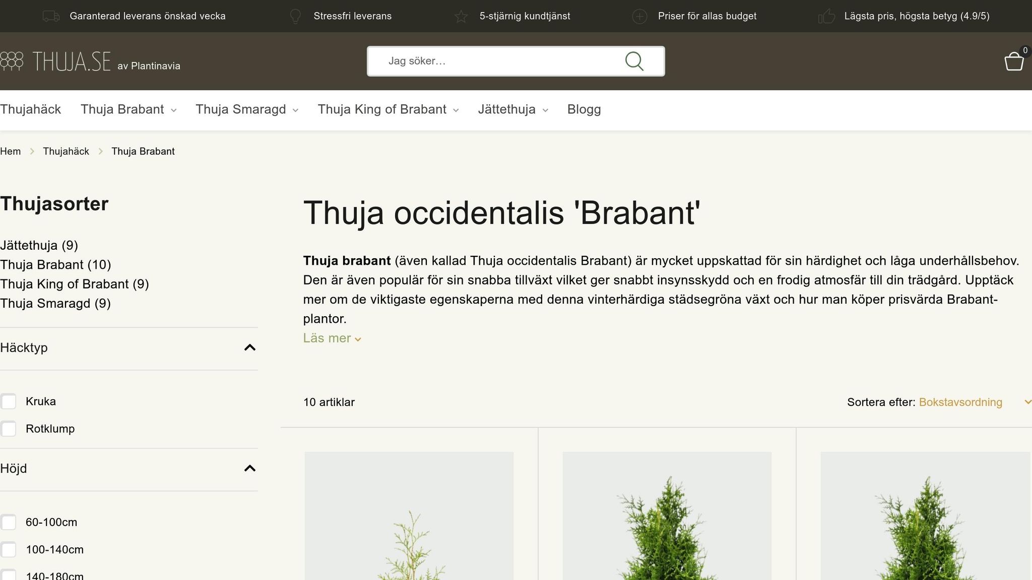 Thuja Brabant
