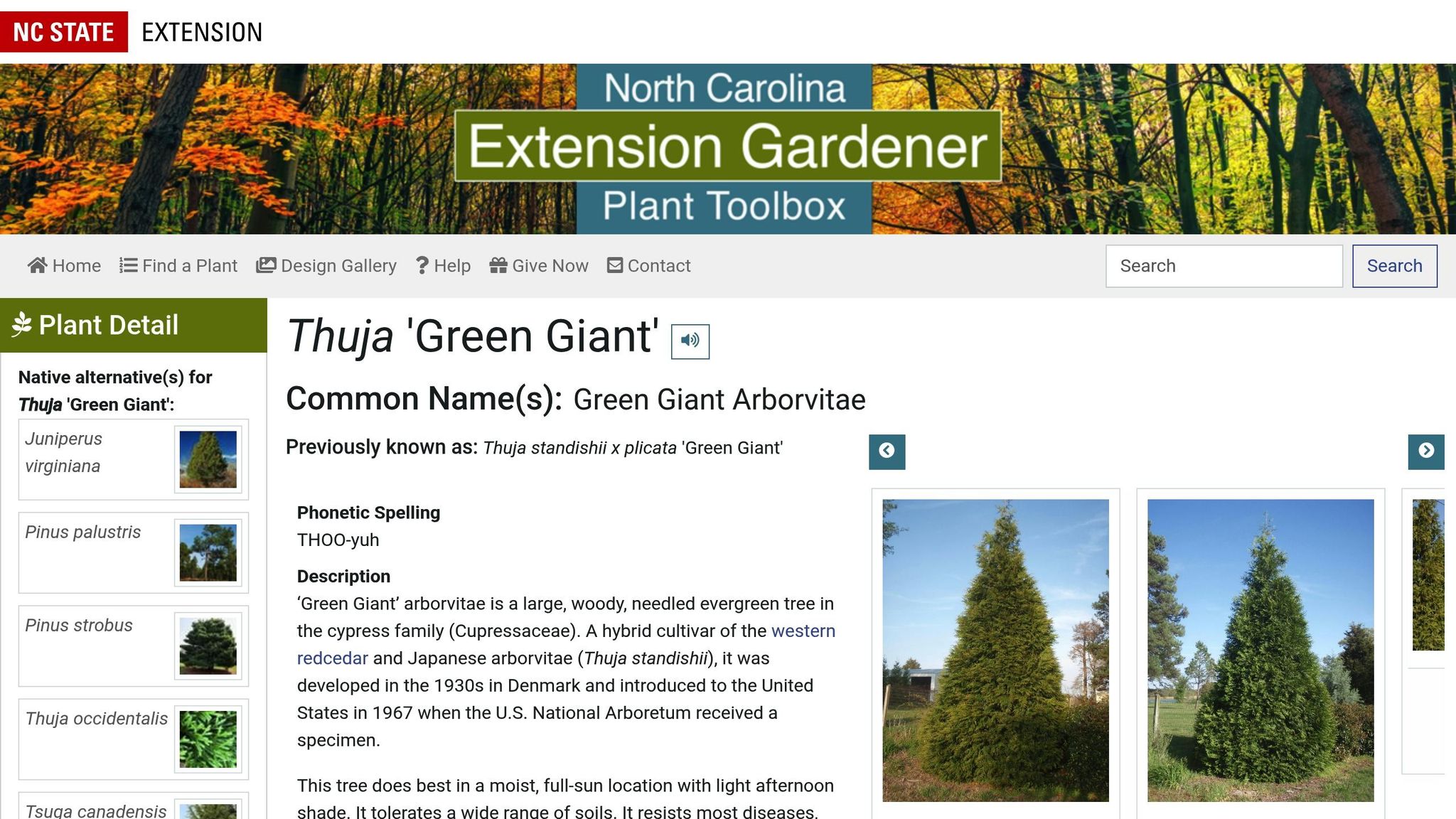 Thuja Green Giant