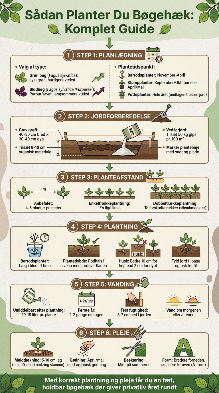 Trin-for-trin guide til plantning af bøgehæk