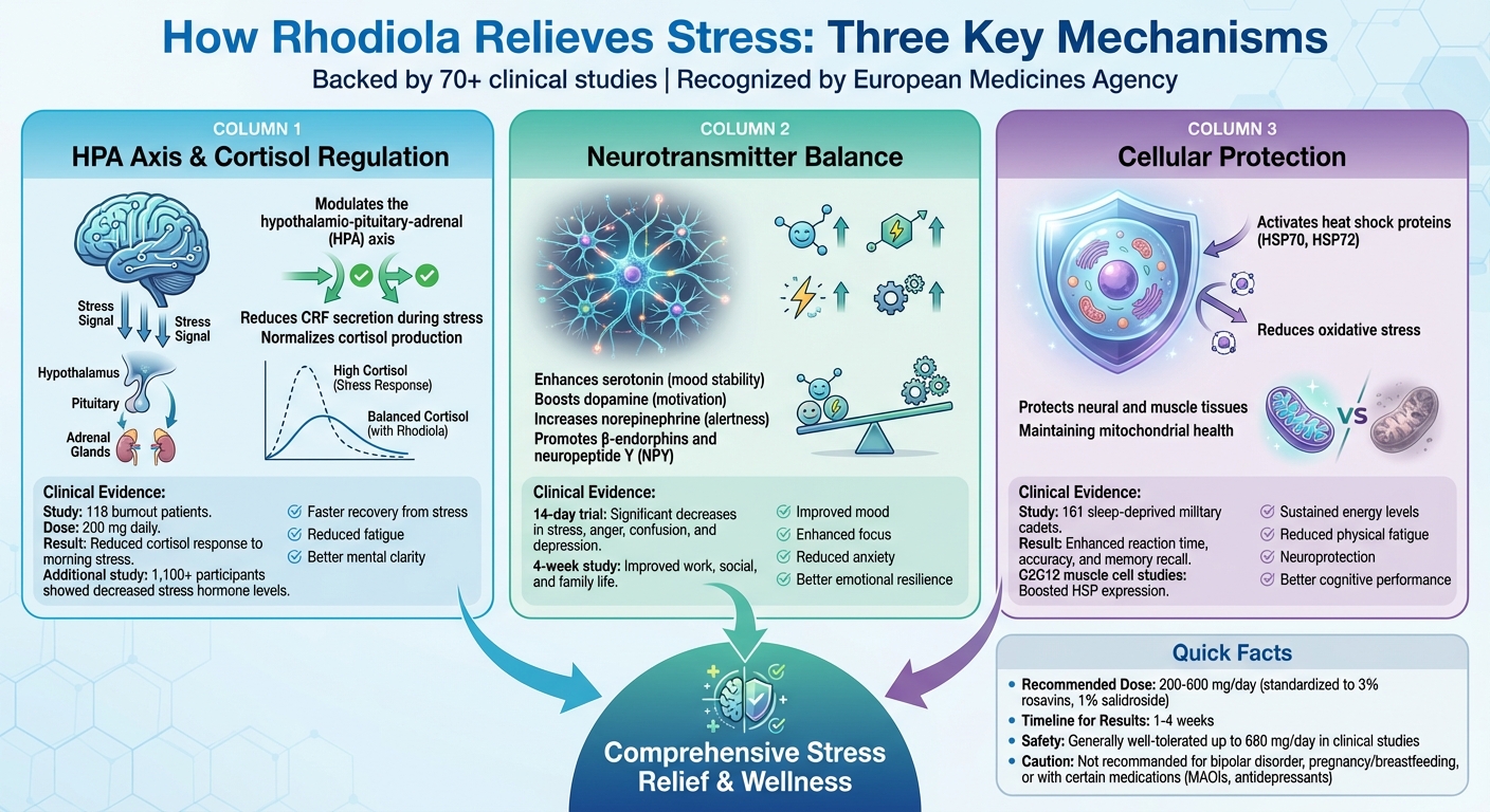 How Rhodiola Relieves Stress: Three Key Mechanisms