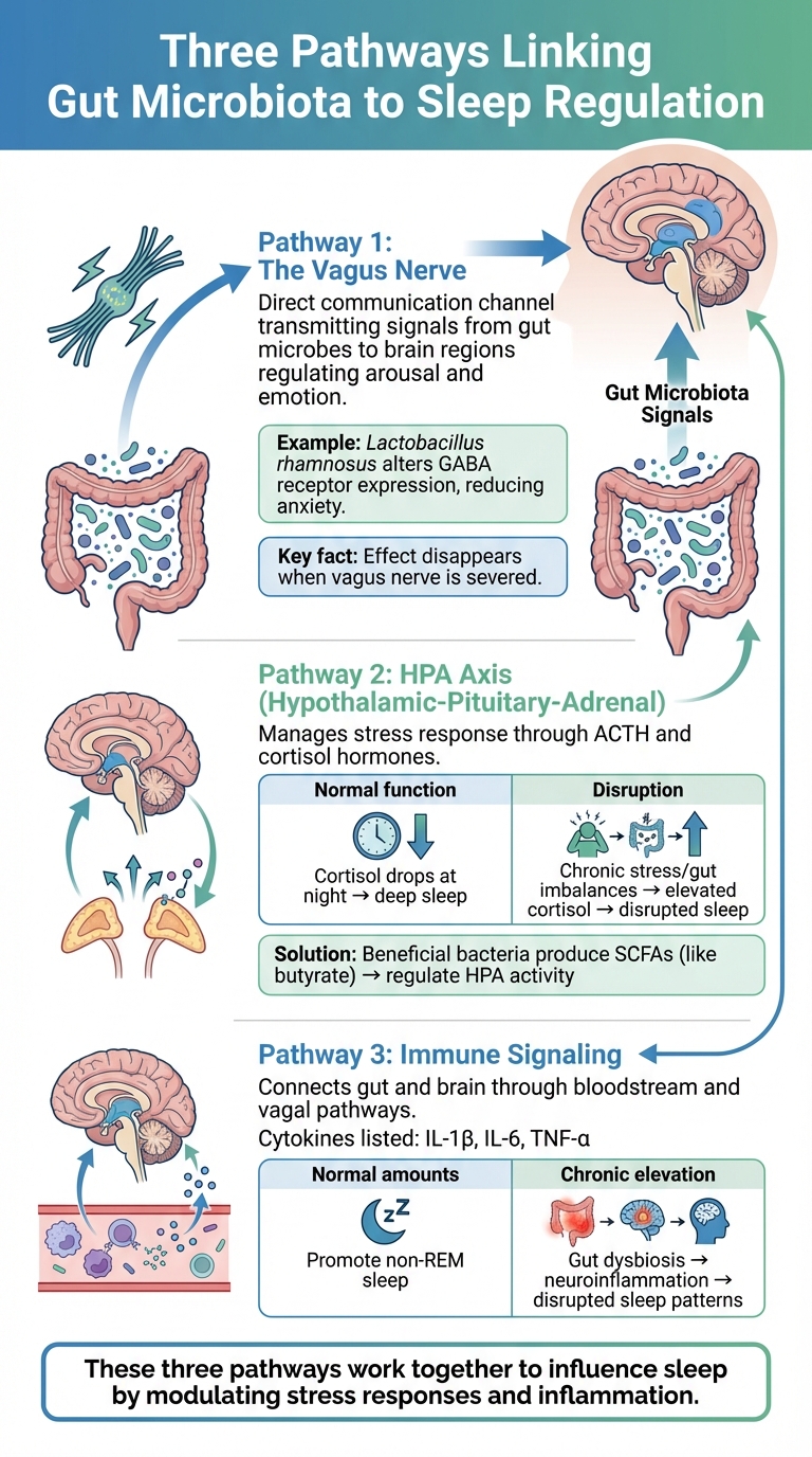 How the Gut-Brain Axis Regulates Sleep: Three Key Pathways