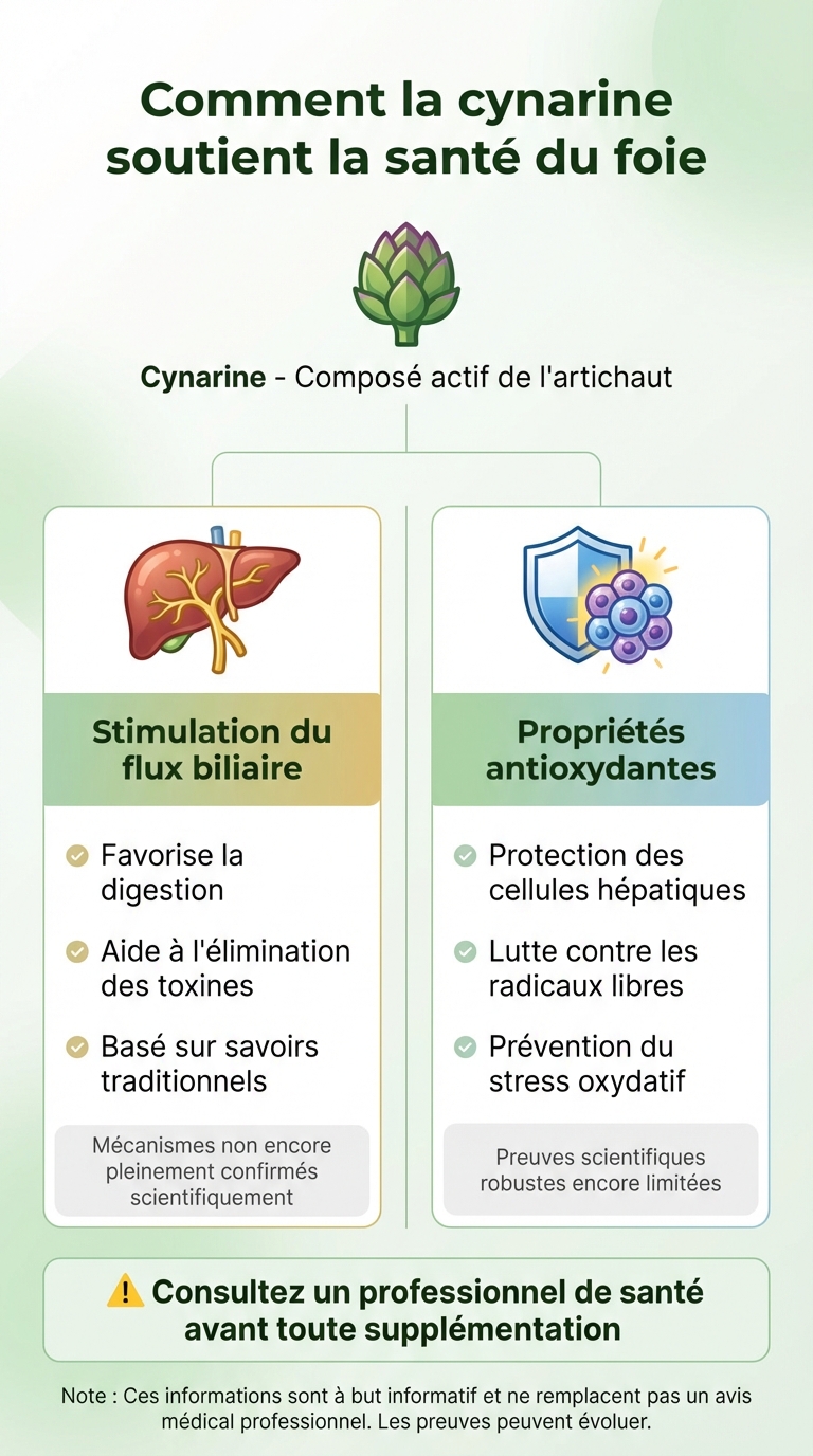 Comment la cynarine de l'artichaut soutient la santé du foie