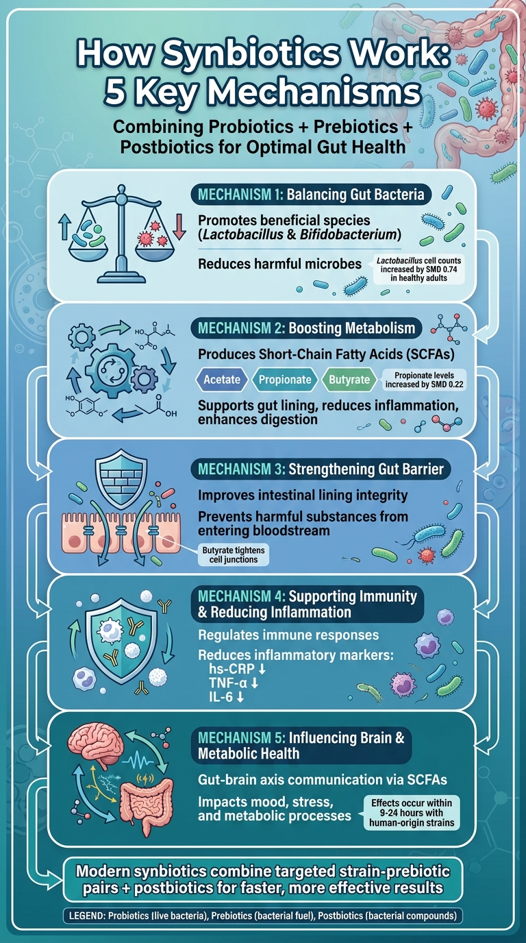 How Synbiotics Work: 5 Key Mechanisms for Gut Health