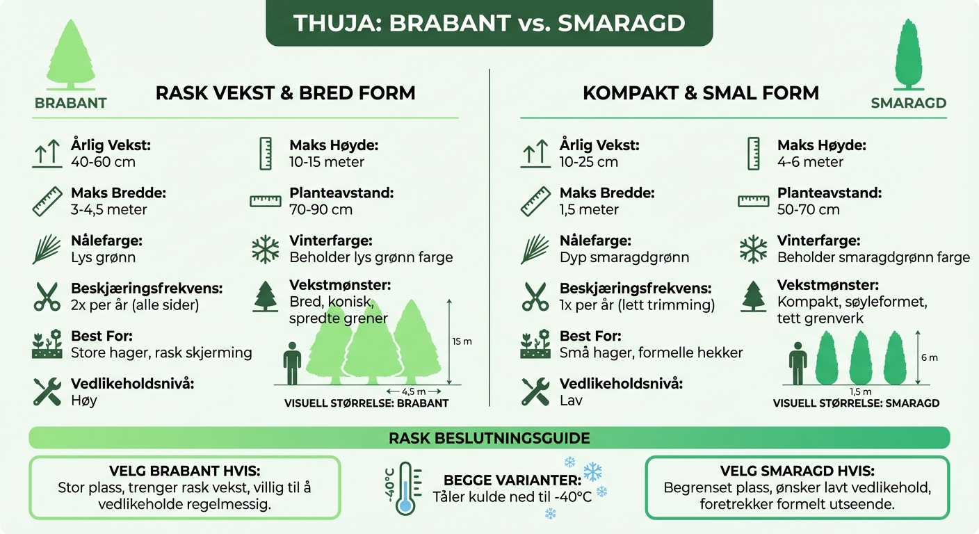 Brabant vs Smaragd Thuja Comparison Chart