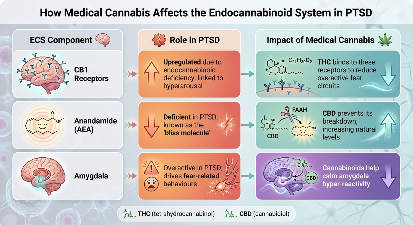 How Medical Cannabis Affects the Endocannabinoid System in PTSD