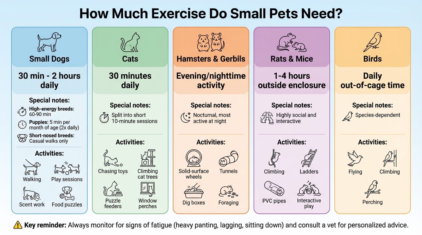 Daily Exercise Requirements for Small Pets by Species