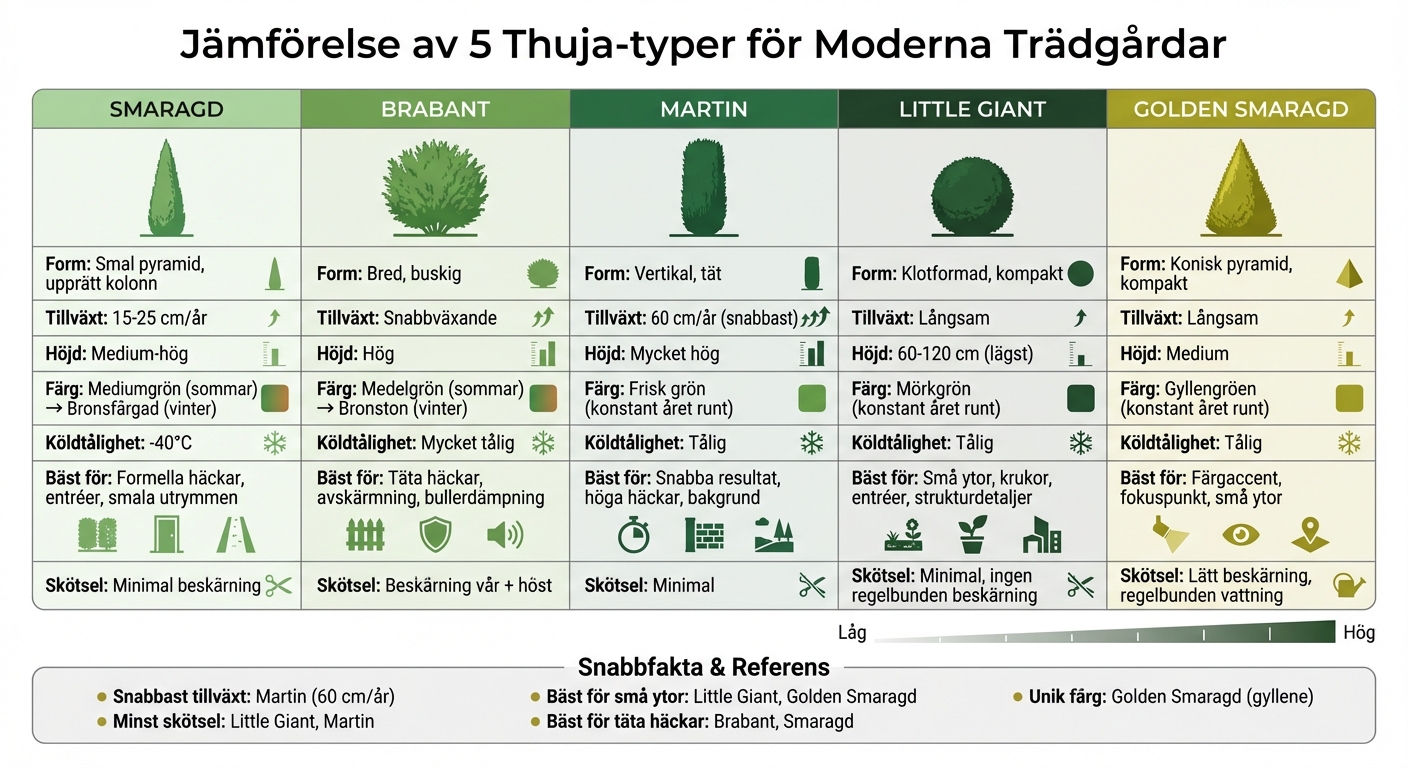 Jämförelse av 5 thuja-sorter för moderna trädgårdar