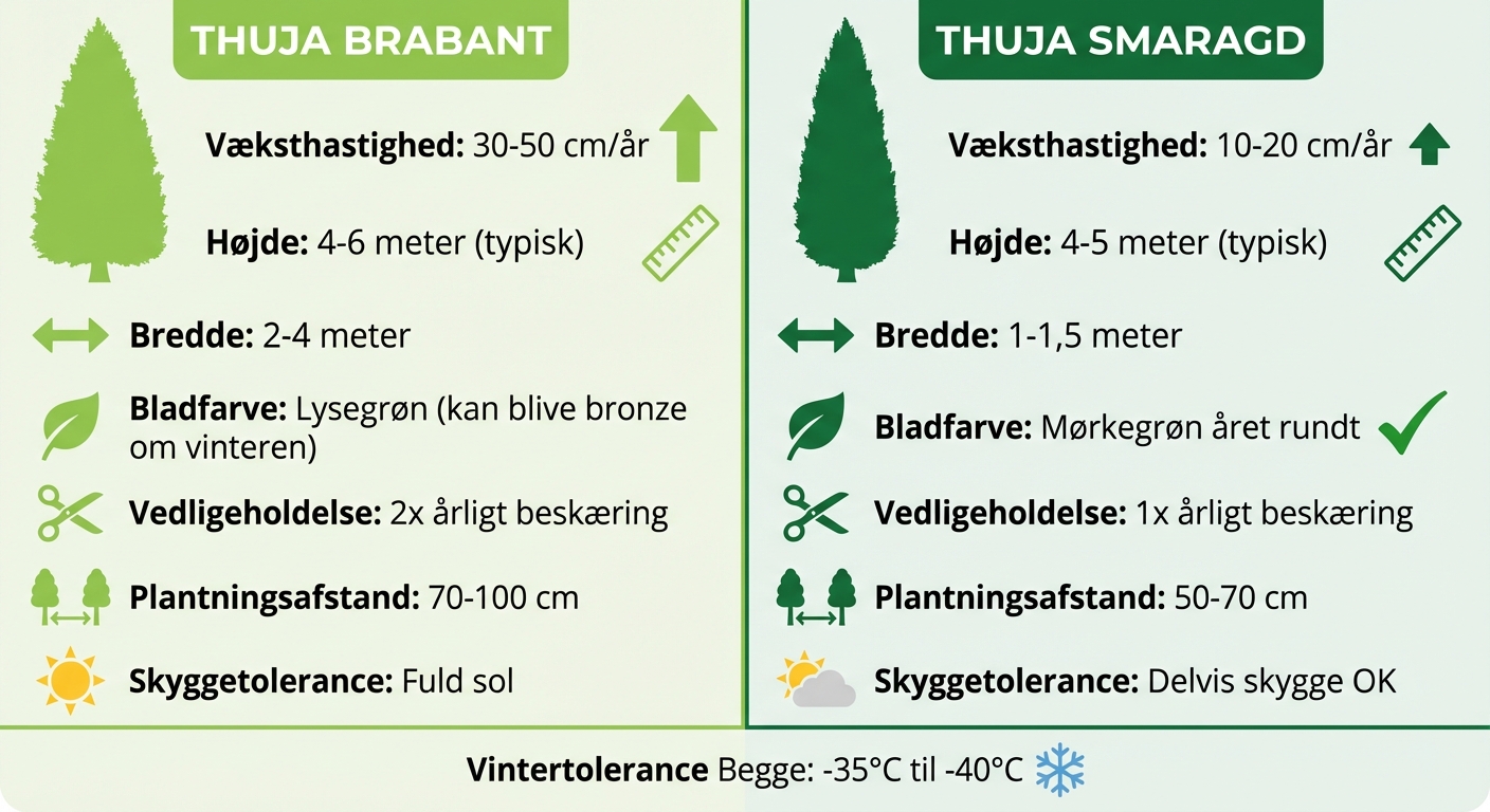 Thuja Brabant vs Smaragd sammenligning: væksthastighed, vedligeholdelse og egenskaber