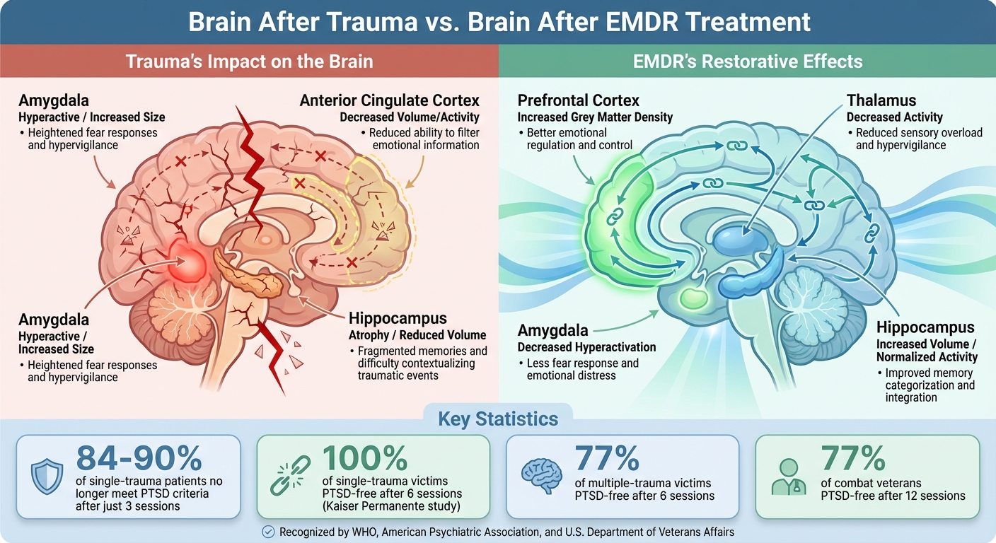 How Trauma Changes the Brain vs How EMDR Restores It
