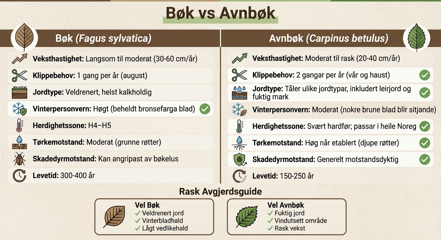 Bøk vs avnbøk sammenligning: vekst, jordkrav og vedlikehald