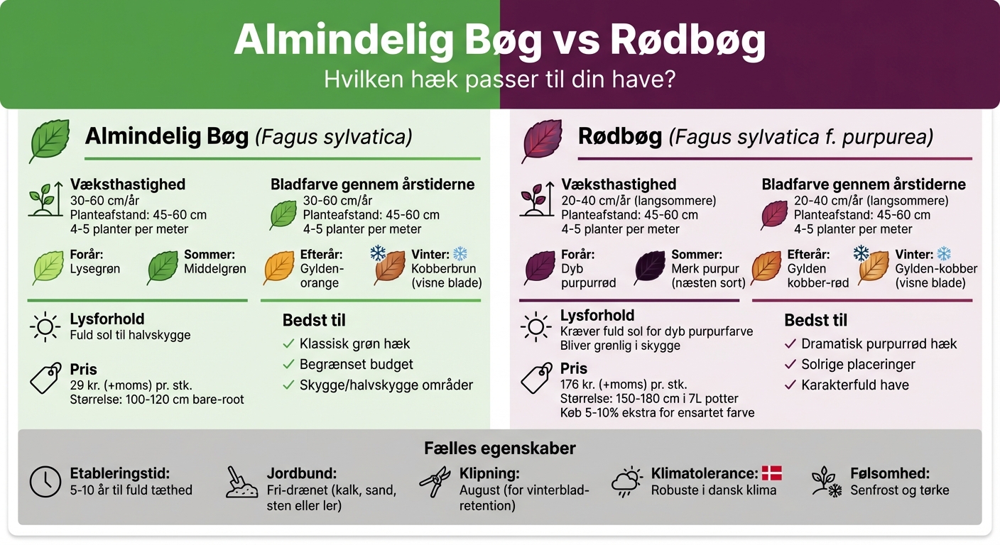 Almindelig Bøg vs Rødbøg sammenligning: vækst, farve og pris