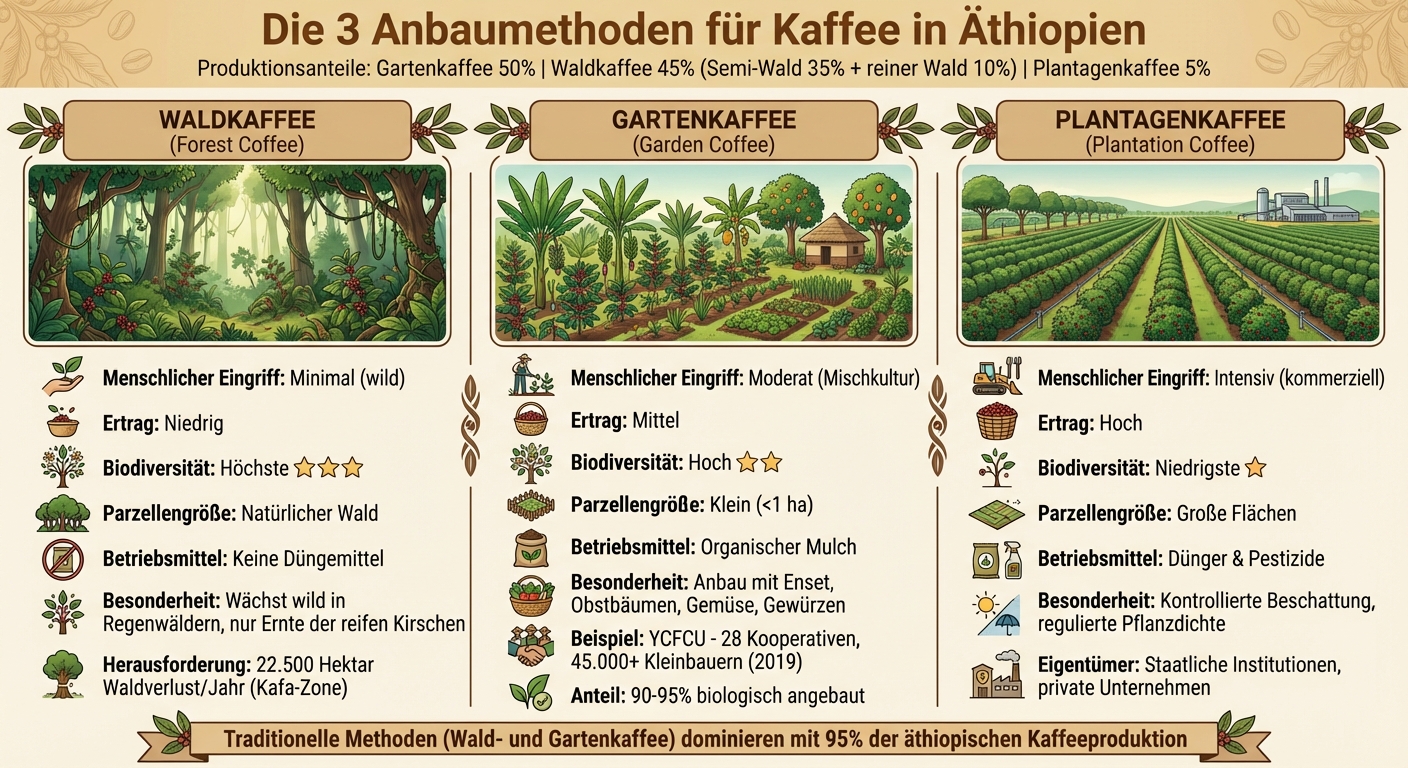 Äthiopische Kaffee-Anbaumethoden: Waldkaffee, Gartenkaffee und Plantagenkaffee im Vergleich