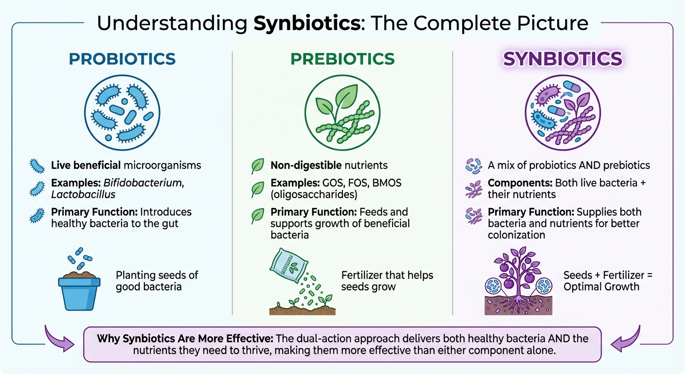 Probiotics vs Prebiotics vs Synbiotics: Key Differences and Functions