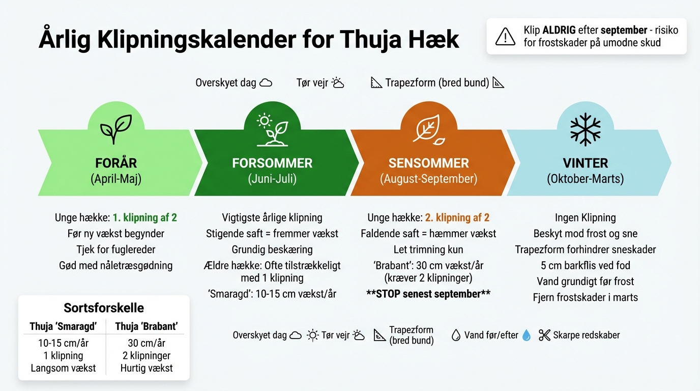 Årlig klipningskalender for thuja hæk - timing og metoder