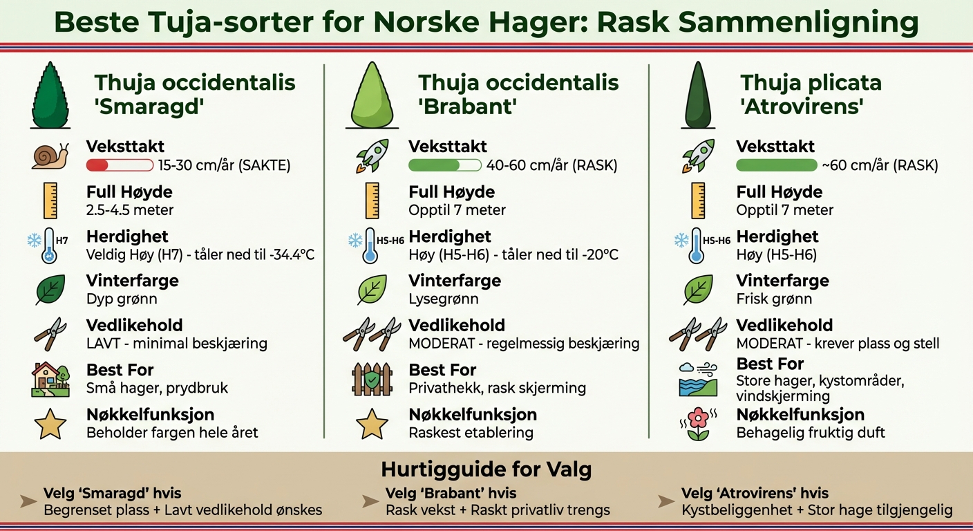 Comparison of Smaragd, Brabant and Atrovirens Thuja varieties for Norwegian gardens