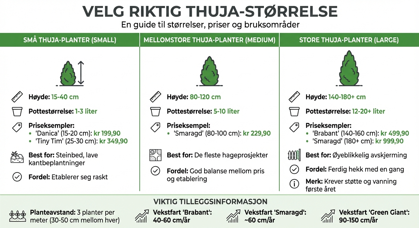 Thuja Size Comparison Guide: Prices, Heights and Growth Rates