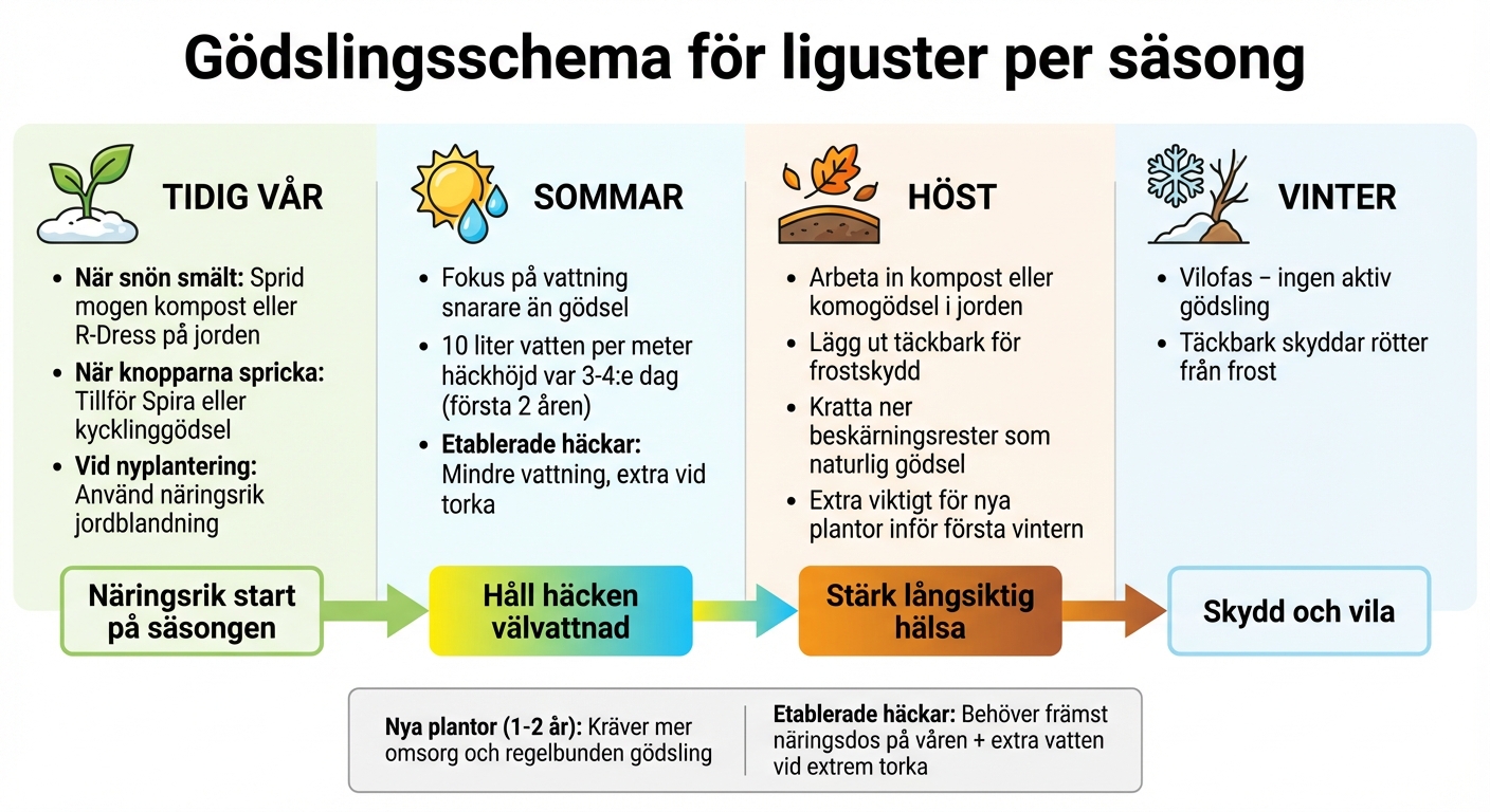 Gödslingsschema för liguster per säsong